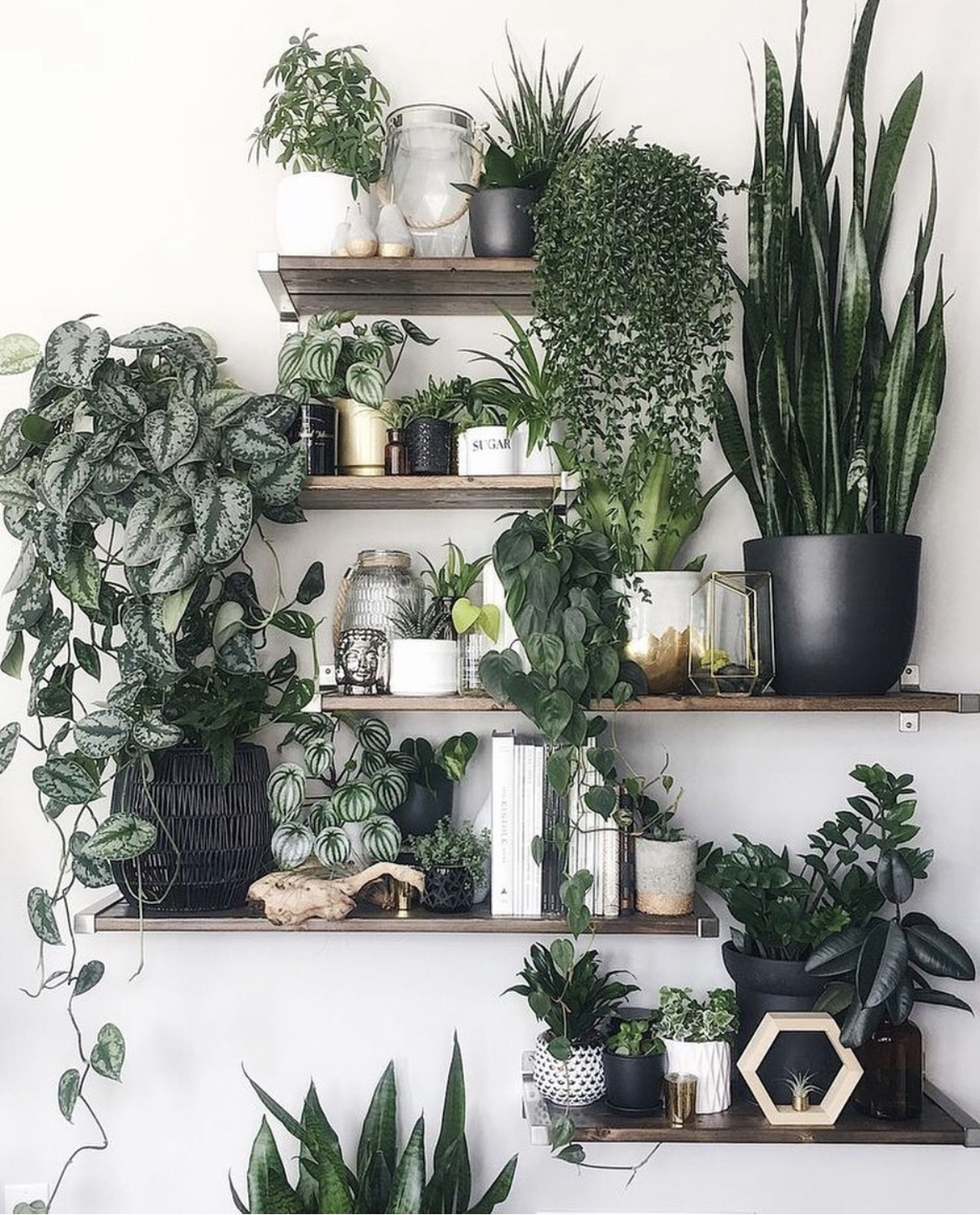 Winter self-care ideas to add to your routine - start an indoor garden