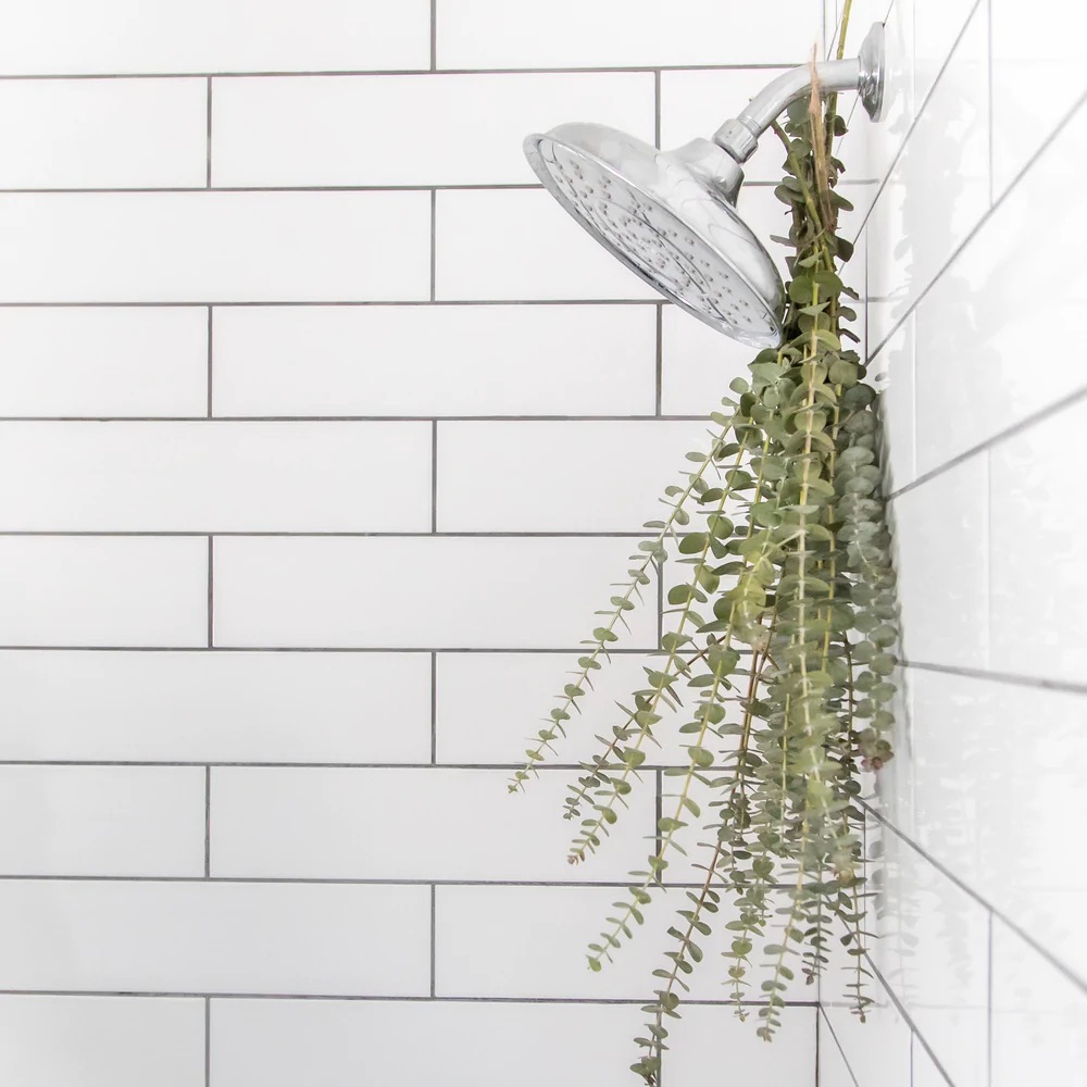 Eucalyptus in the shower