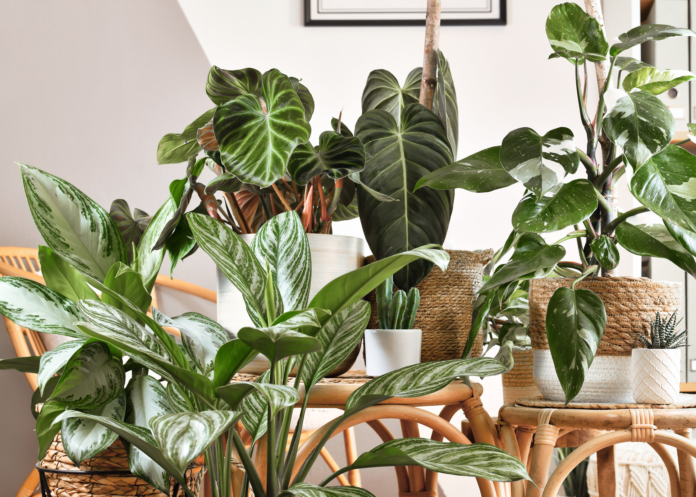indoor house plants for spring. Spring decor ideas. decorating for spring. decor for spring. How to update your home for spring. resfresh home. get home spring ready. how to transition your home from winter to spring